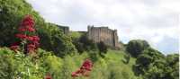 Looking downstream through Valerian flowers to Richmond Castle | John Millen