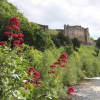 Looking downstream through Valerian flowers to Richmond Castle | John Millen