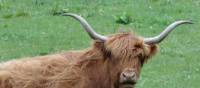 Green pastures for the Highland Cows