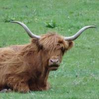 Green pastures for the Highland Cows