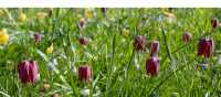 Snake's Head Fritillary Meadow, Oxford | Shutterstock