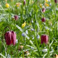 Snake's Head Fritillary Meadow, Oxford | Shutterstock