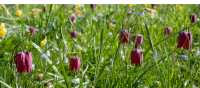 Snake's Head Fritillary Meadow, Oxford | Shutterstock