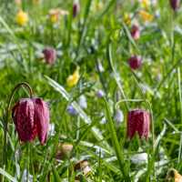 Snake's Head Fritillary Meadow, Oxford | Shutterstock