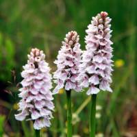 Spotted Orchids, West Highland Way, Scotland