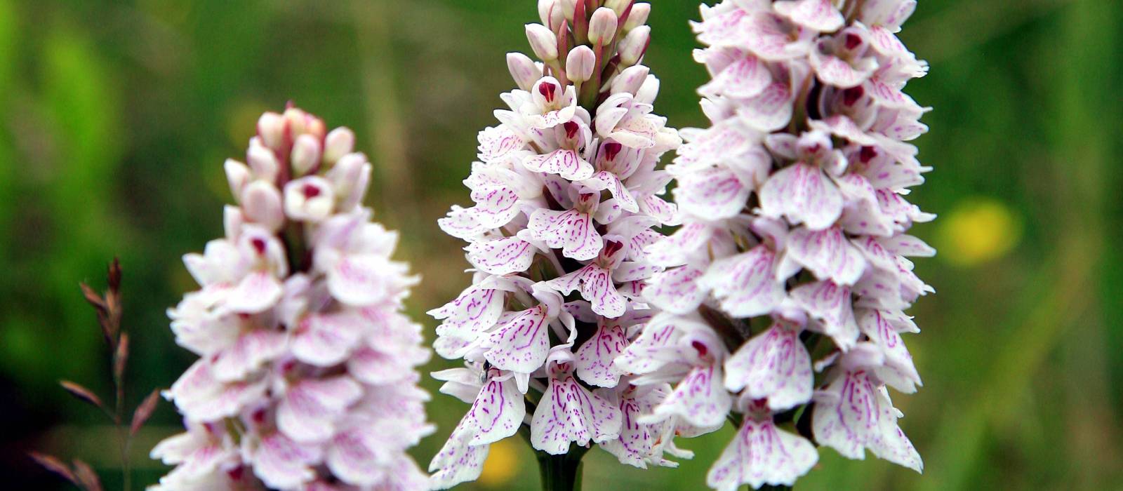 Spotted Orchids, West Highland Way, Scotland
