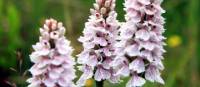 Spotted Orchids, West Highland Way, Scotland