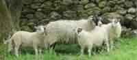 Swaledale sheep