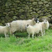 Swaledale sheep