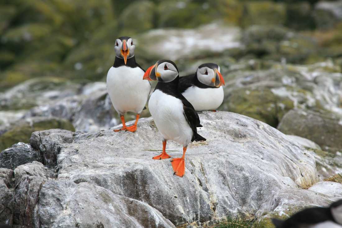 A puff of Puffins |  John Millen