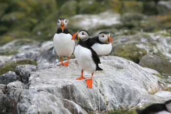 A puff of Puffins |  John Millen