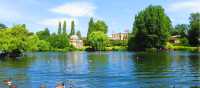 Ducks soaking up a wonderfully sunny day in England | John Millen
