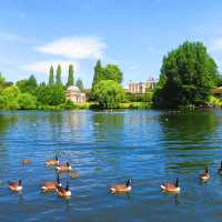Ducks soaking up a wonderfully sunny day in England | John Millen
