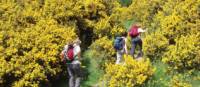 Walking along the Wicklow Way in Ireland