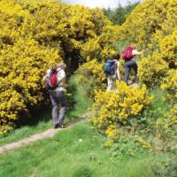 Walking along the Wicklow Way in Ireland