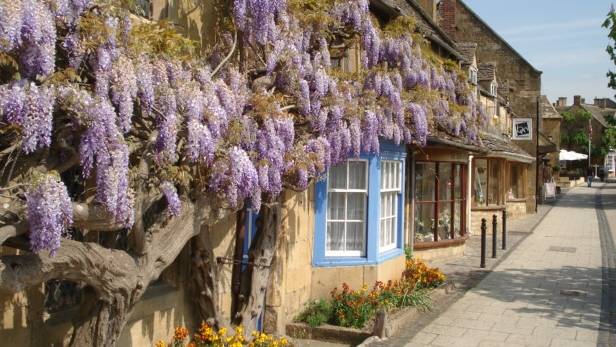 Wisteria on Broadway High Street |  <i>Trevor Rickard</i>