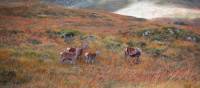 Red deer at Glannoch Mor | Anna Saveleva