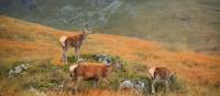 Red deer in Glencoe Valley, Scottish Highlands | Anna Saveleva