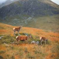 Red deer in Glencoe Valley, Scottish Highlands | Anna Saveleva