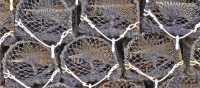 Lobster nets in Cornwall | ShepherdBusinessSupport