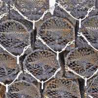 Lobster nets in Cornwall | ShepherdBusinessSupport