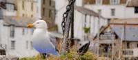 A seagull overlooking it all in Polperro, Cornwall | Sekau67