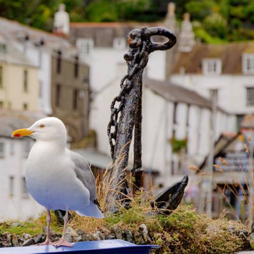 A seagull overlooking it all in Polperro, Cornwall