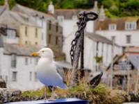 A seagull overlooking it all in Polperro, Cornwall |  <i>Sekau67</i>