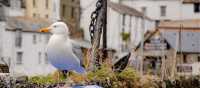A seagull overlooking it all in Polperro, Cornwall | Sekau67