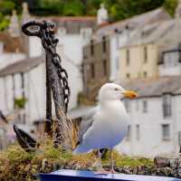 A seagull overlooking it all in Polperro, Cornwall | Sekau67