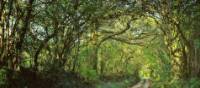 Shaded forest tracks along the South West Coast Path in Cornwall & Devon | jplenio