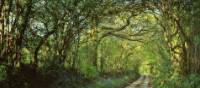 Shaded forest tracks along the South West Coast Path in Cornwall & Devon | jplenio