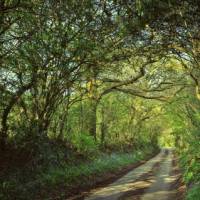 Shaded forest tracks along the South West Coast Path in Cornwall & Devon | jplenio