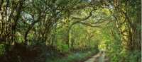 Shaded forest tracks along the South West Coast Path in Cornwall & Devon | jplenio