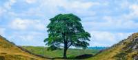 England's most famous tree at Sycamore Gap | PublicDomainPictures
