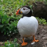 Puffin emerging from Burrow on Herm | John Millen