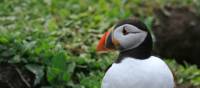 Puffin emerging from Burrow on Herm | John Millen