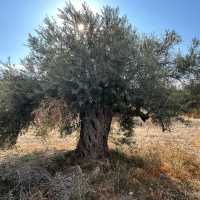 Ancient Olive Tree, Cyprus | Fiona Marshall