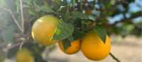 Cypriot Oranges | Fiona Marshall