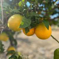 Cypriot Oranges | Fiona Marshall