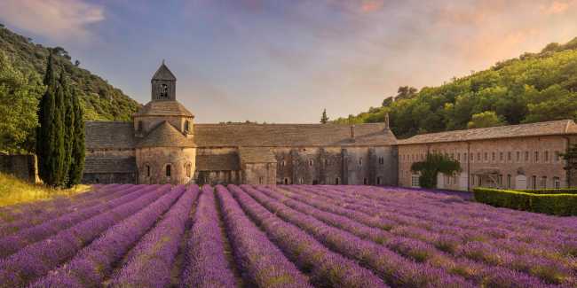 Rows of lavender flowers in bloom, Provence