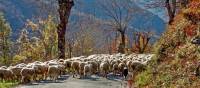 Cevennes sheep | Pierbok