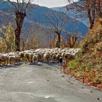 Cevennes sheep | Pierbok