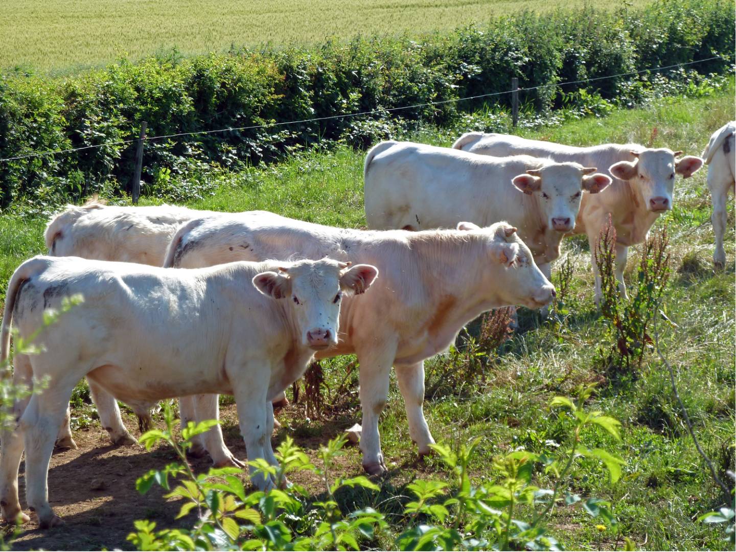 Large muscled white Charolais cows |  <i>John Millen</i>