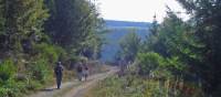 Mercoire forest on the Stevenson Trail in France's Cevennes | Havang(nl)