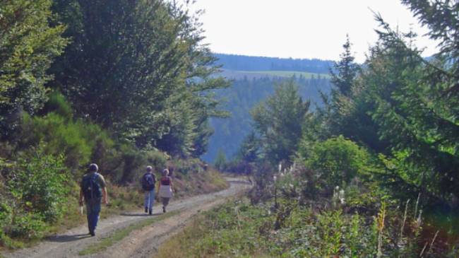 Mercoire forest on the Stevenson Trail in France's Cevennes | Havang(nl)