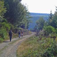 Mercoire forest on the Stevenson Trail in France's Cevennes | Havang(nl)