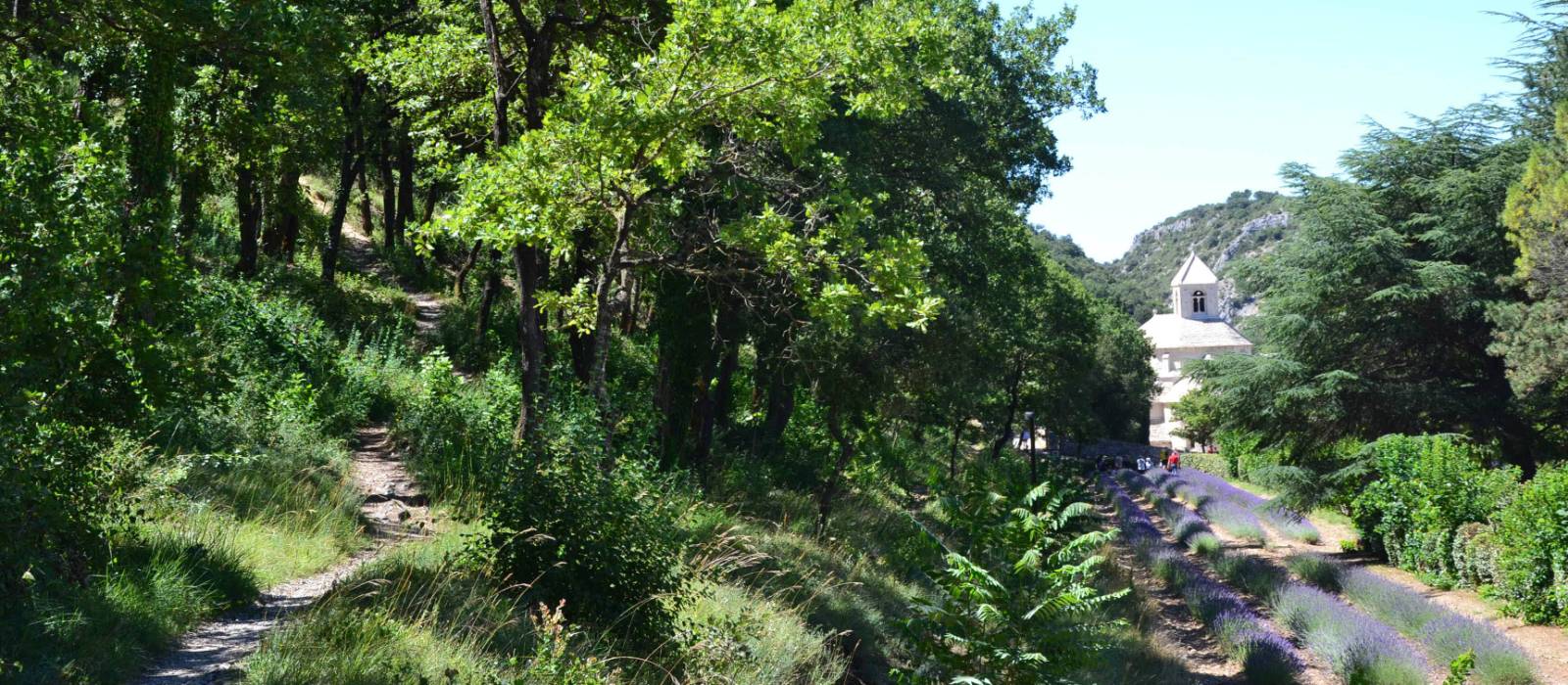 Approach Senanque Abbey on your winter hiking trip in Provence | Martin van Dalen