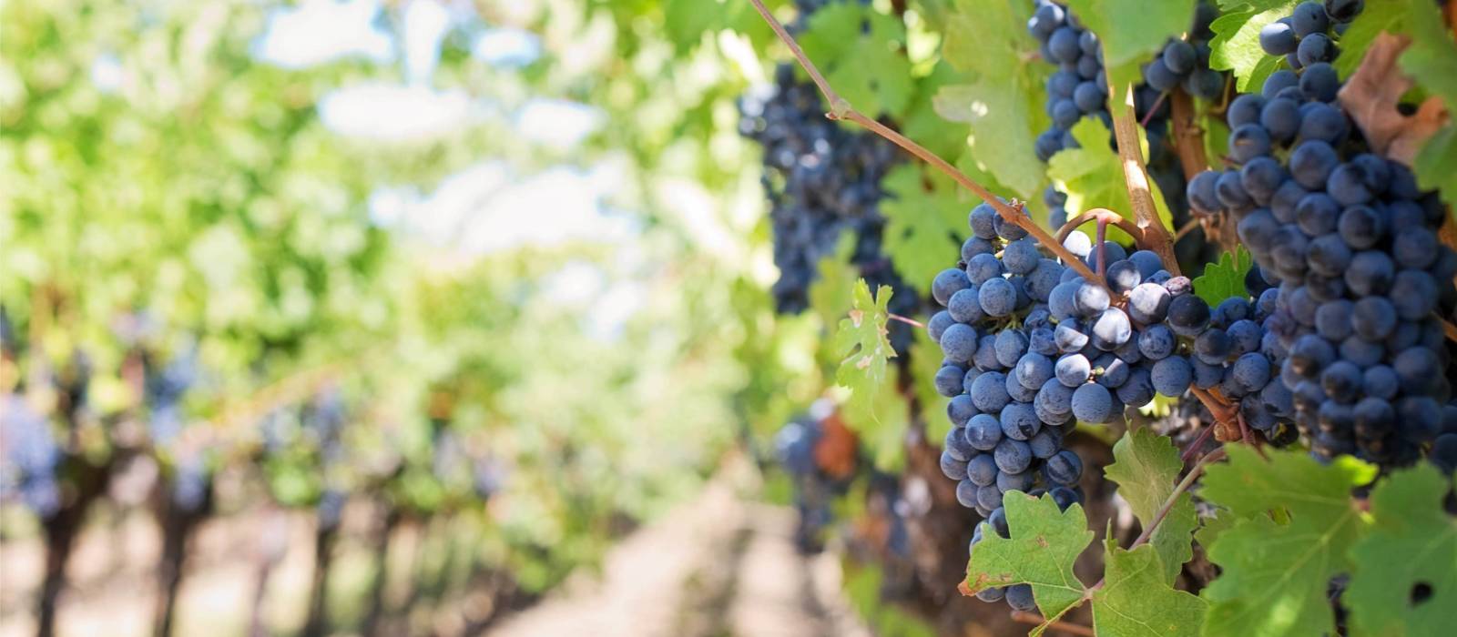 Grapes in a Provencal vineyard | Jill Wellington
