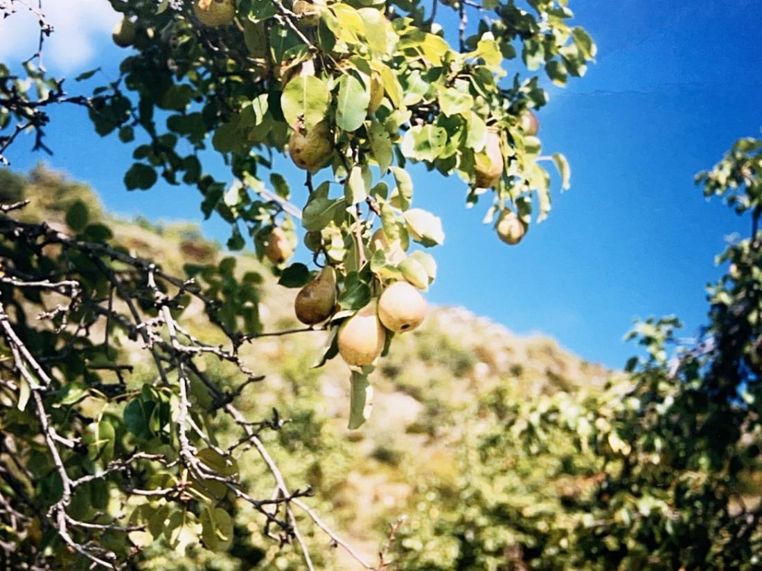 Pear tree in Haute Provence |  <i>Janice Moskoff</i>
